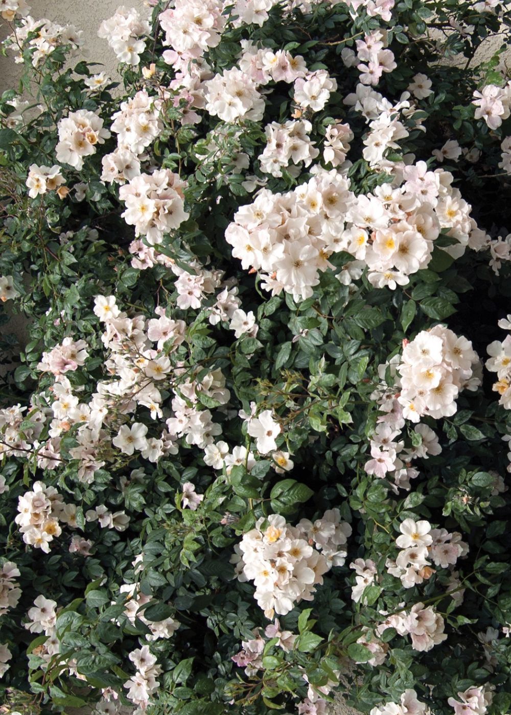 Sally Holmes Climbing Rose Bare Root - Menagerie Farm &amp; Flower