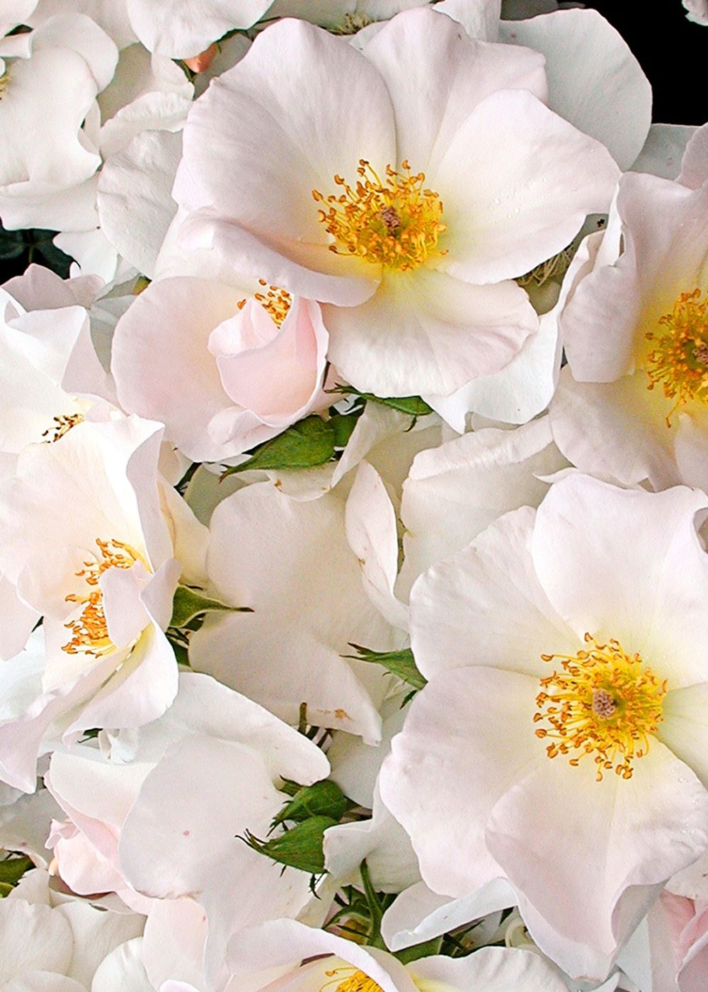 Sally Holmes Climbing Rose Bare Root - Menagerie Farm &amp; Flower