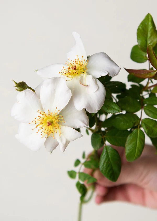 Sally Holmes Climbing Rose Potted - Menagerie Farm &amp; Flower