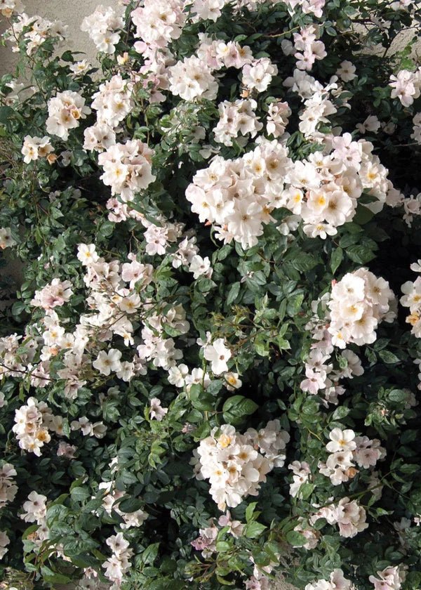 Sally Holmes Climbing Rose Potted - Menagerie Farm &amp; Flower