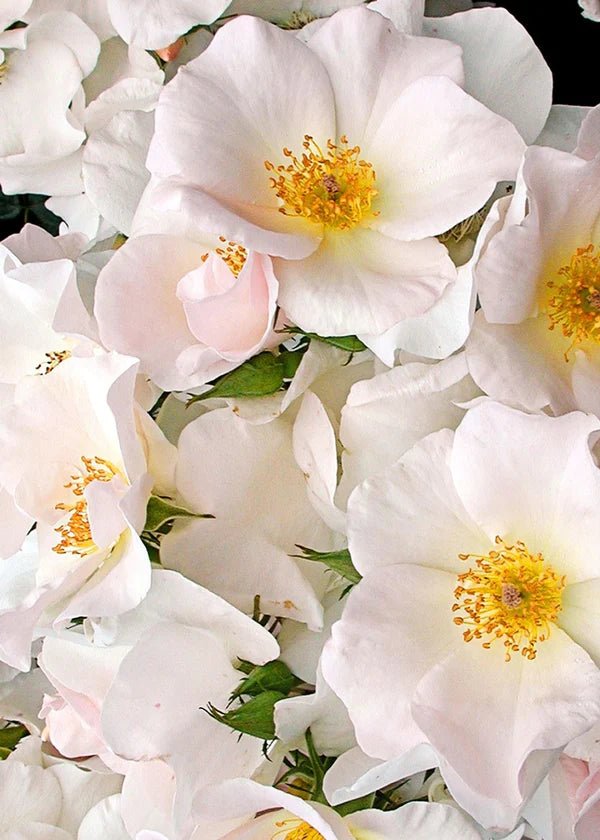 Sally Holmes Climbing Rose Potted - Menagerie Farm &amp; Flower