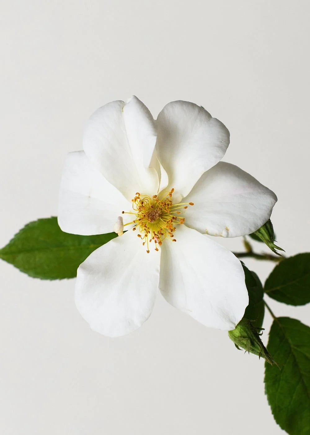 Sally Holmes Climbing Rose Potted - Menagerie Farm &amp; Flower