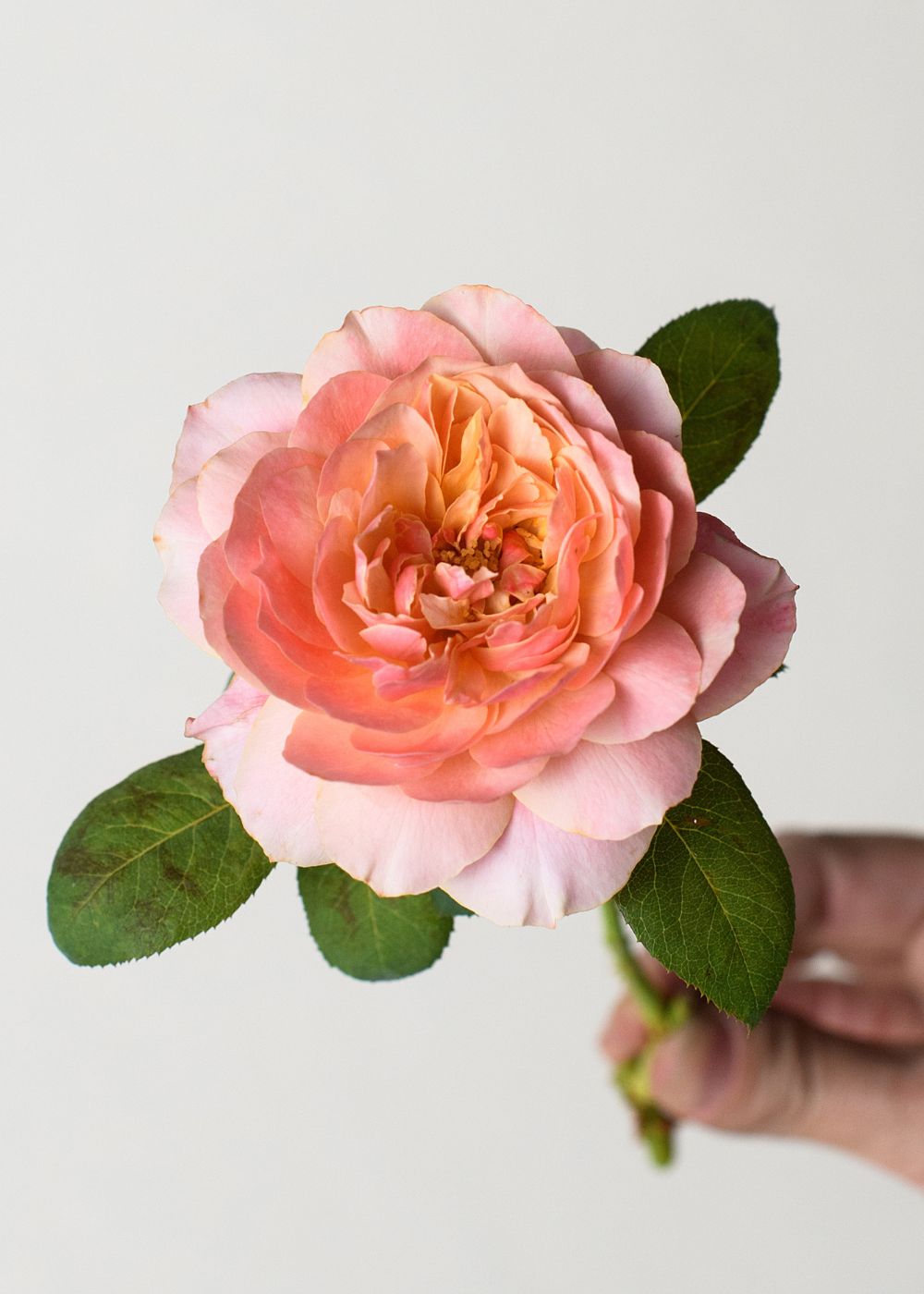 State of Grace™ Rose Bare Root - Menagerie Farm & Flower