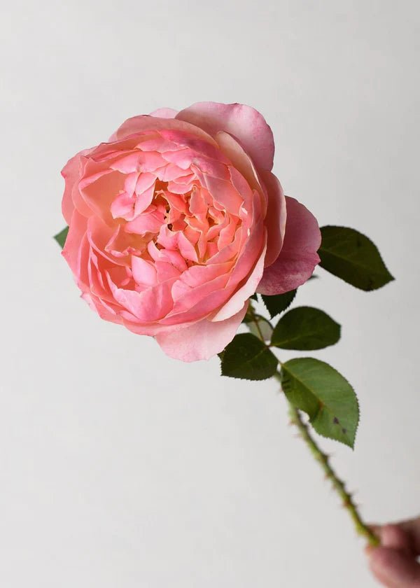 State of Grace™ Rose Potted - Menagerie Farm &amp; Flower