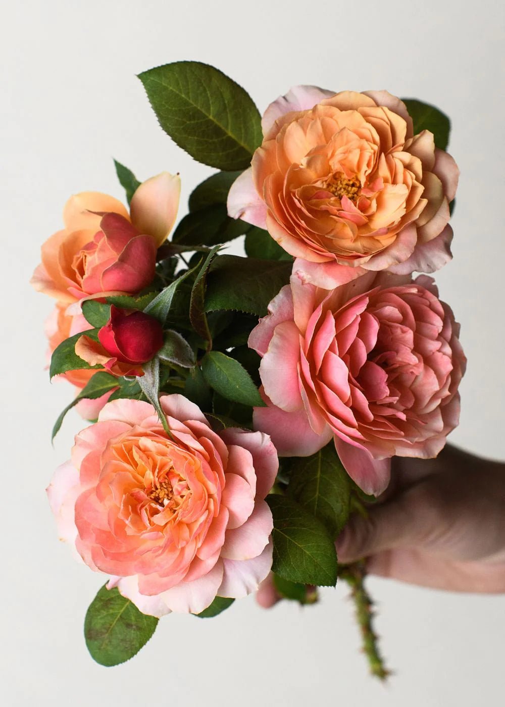 State of Grace™ Rose Potted - Menagerie Farm &amp; Flower