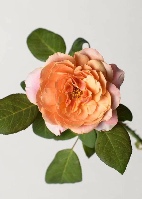 State of Grace™ Rose Potted - Menagerie Farm &amp; Flower