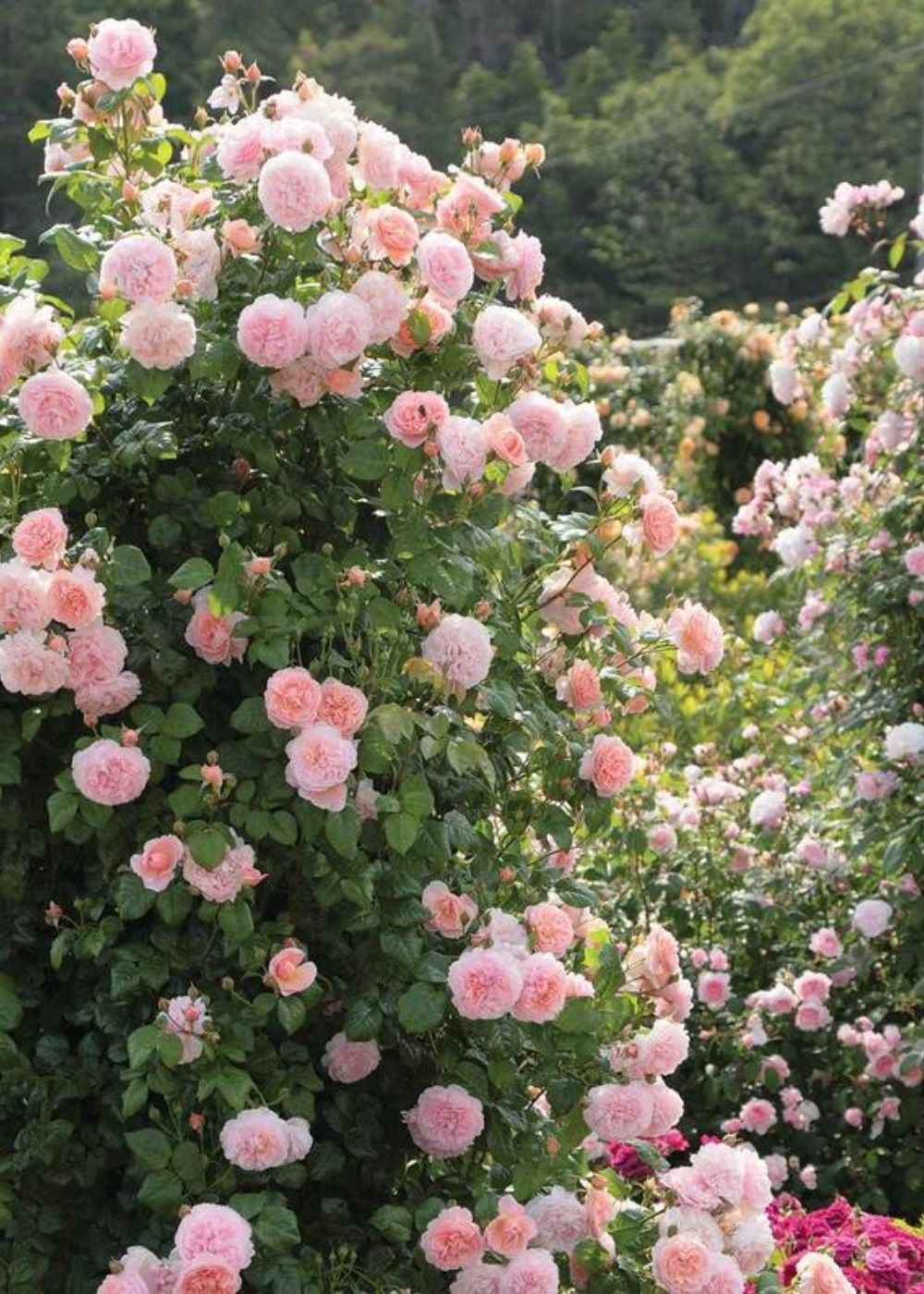 Strawberry Hill Climbing Rose Bare Root - Menagerie Farm & Flower