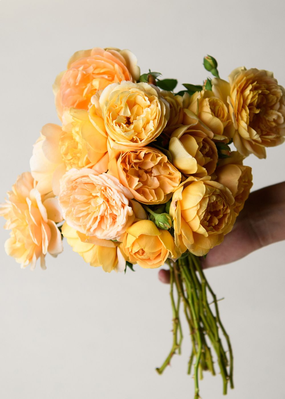 Sunshine Dreams Garden Rose Bouquet - Menagerie Farm & Flower