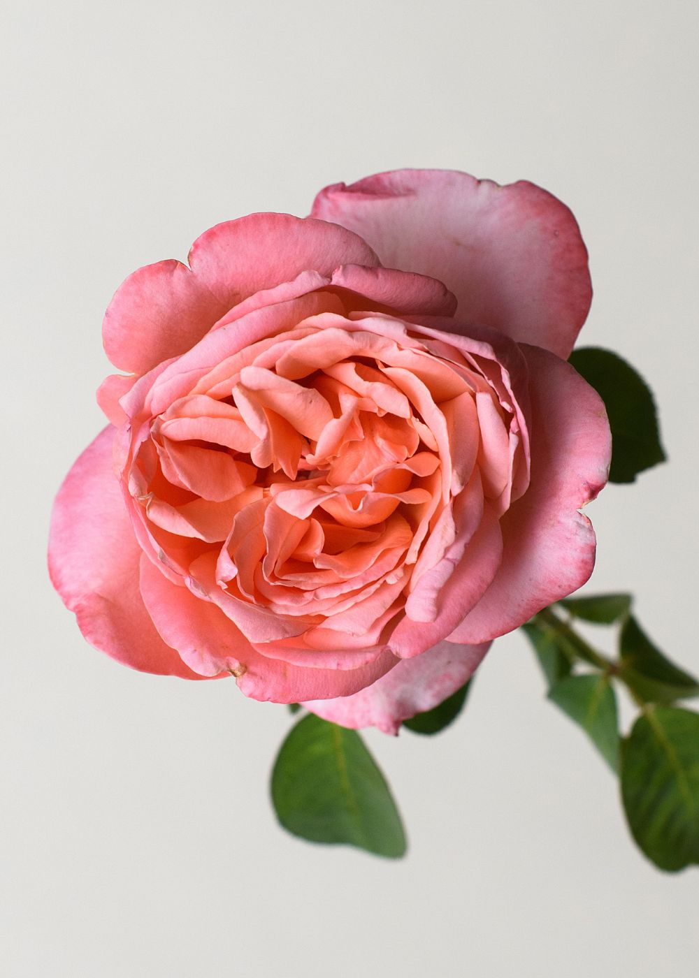 Sweet Mademoiselle™ Rose Bare Root - Menagerie Farm &amp; Flower