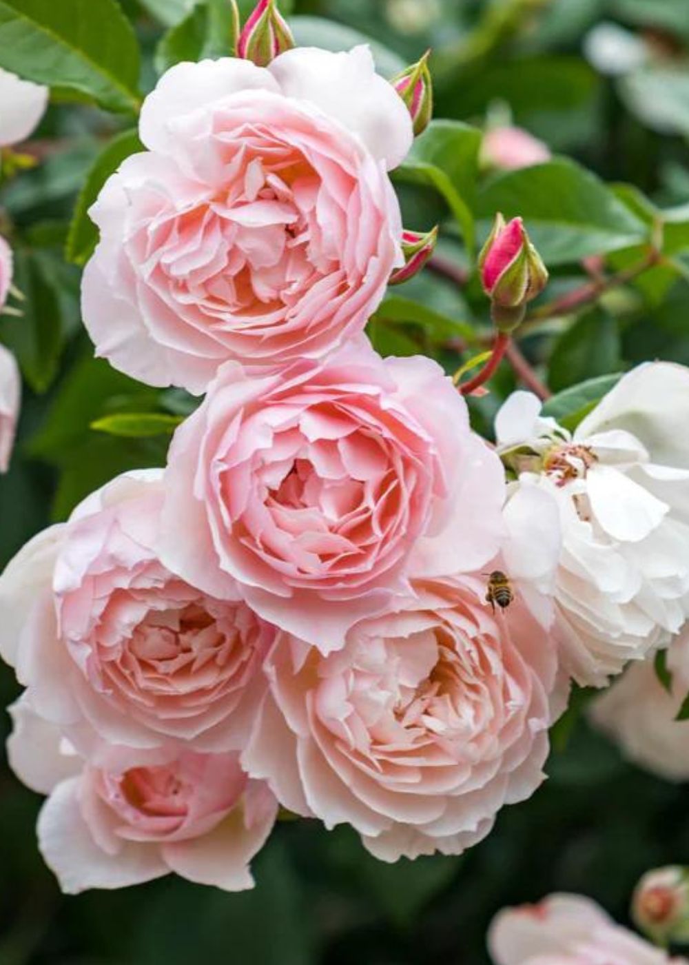 The Generous Gardener® Climbing Rose Bare Root - Menagerie Farm & Flower