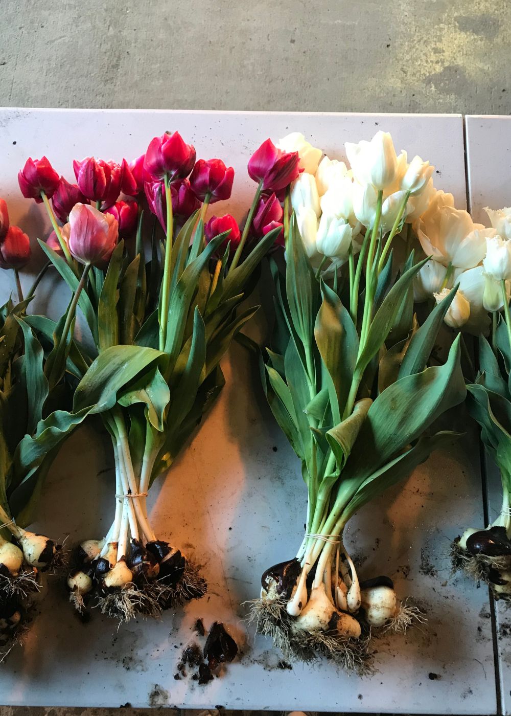 Tulip Bulbs Felicia's Grower's Choice Collection - Menagerie Farm & Flower