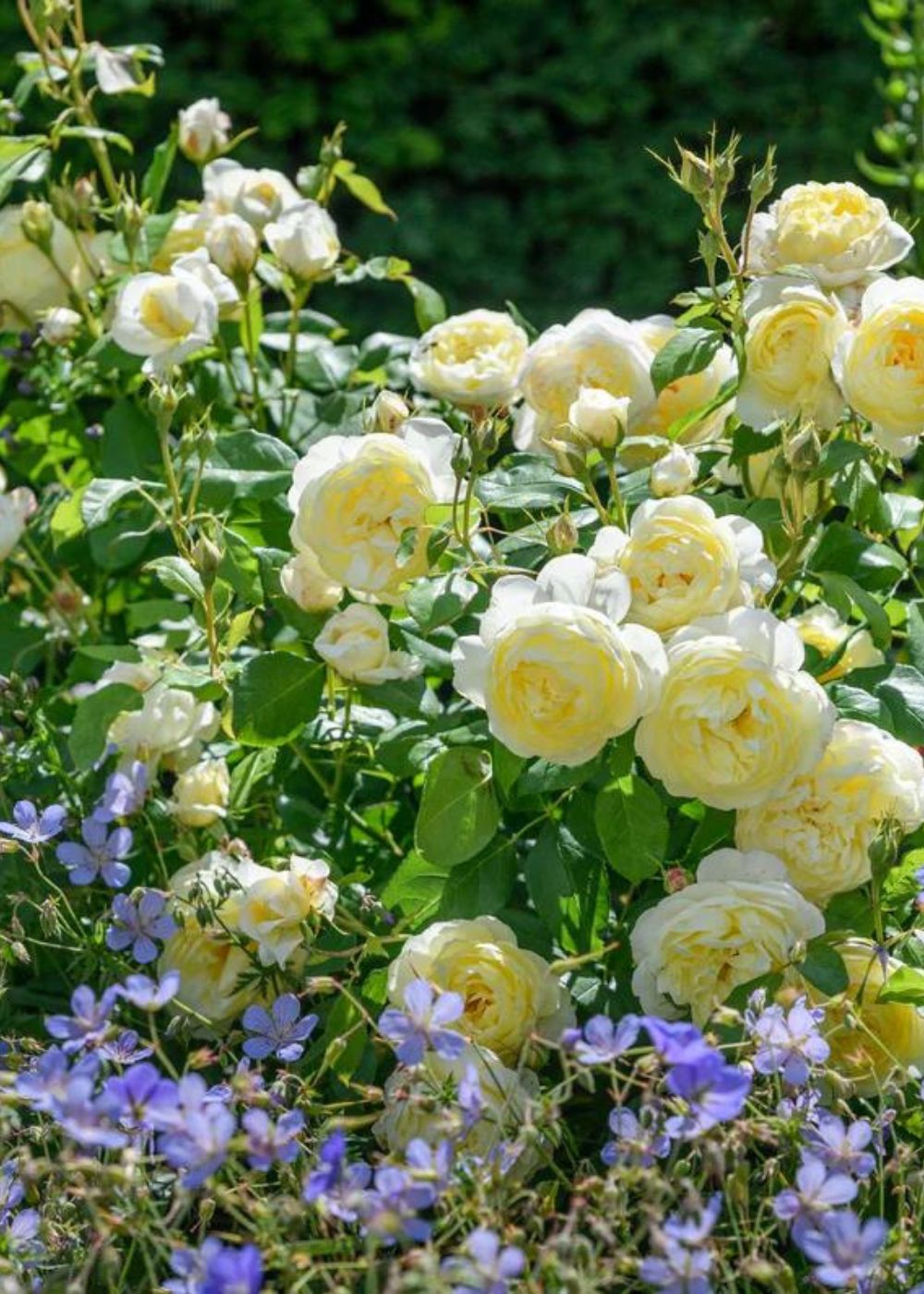 Vanessa Bell Rose Potted - Menagerie Farm & Flower