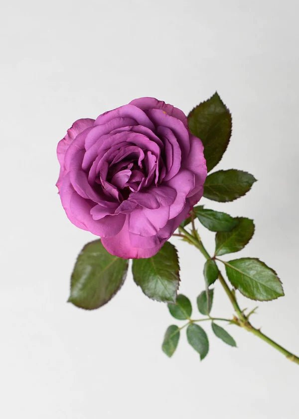 Violet's Pride™ Rose Potted - Menagerie Farm & Flower