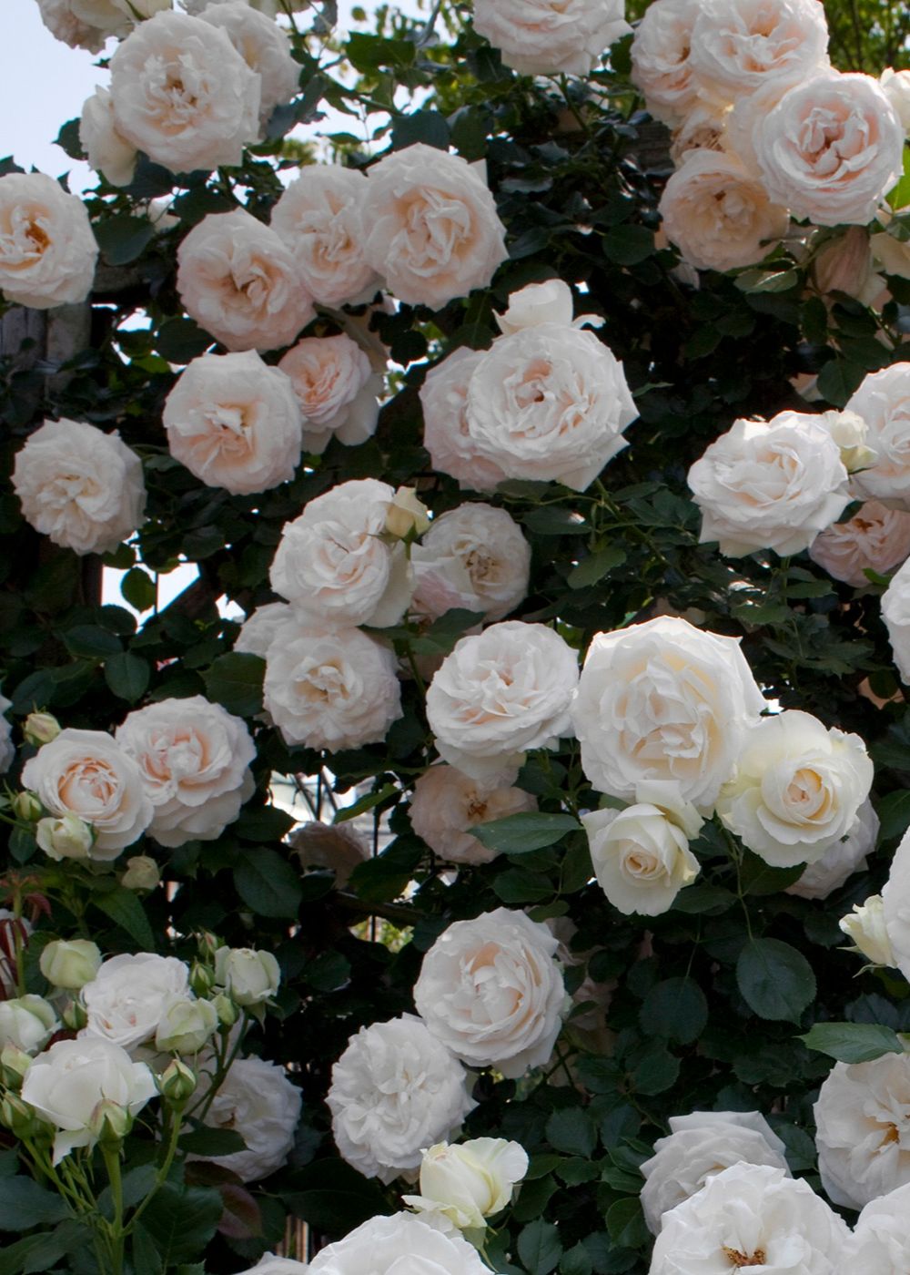 White Eden Climber® Rose Bare Root - Menagerie Farm & Flower