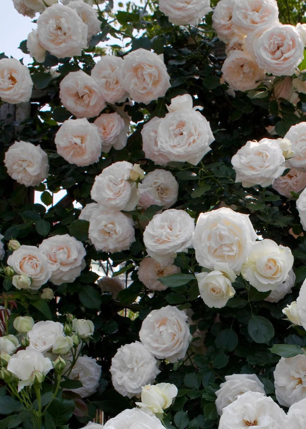 White Eden Climber® Rose Potted - Menagerie Farm & Flower