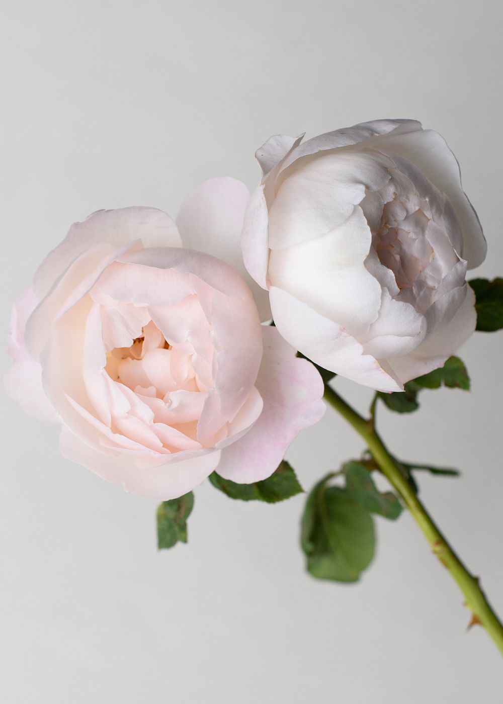 Wollerton Old Hall Climbing Rose Potted - Menagerie Farm &amp; Flower